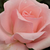 Roz - Trandafir teahibrid - Katrin